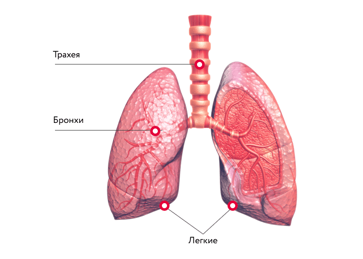 Фиброз обеих легких. Легкие и бронхи человека.